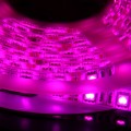 Purple LED Strip One Roll 5 Meters for 3528 5050 SMD LED Lamp Light Strip